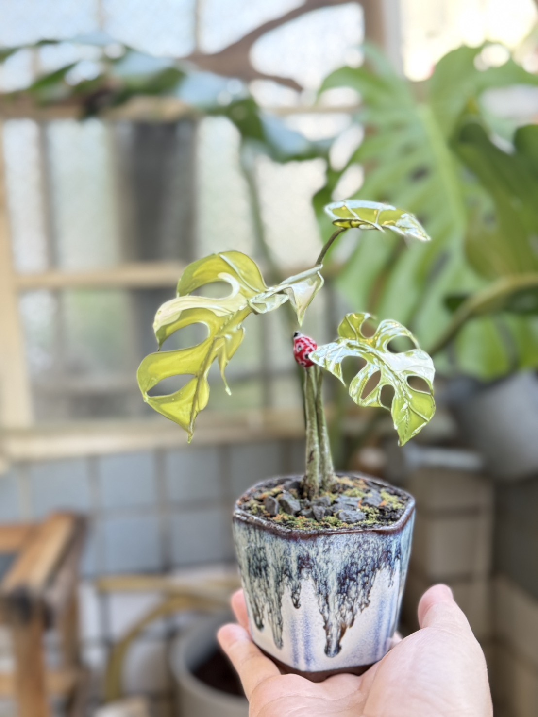 造花液-龜背芋盆栽
